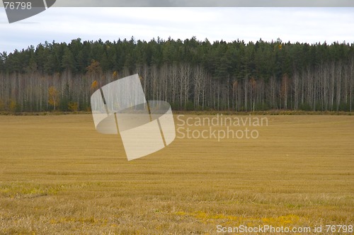 Image of The field