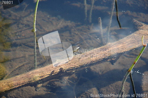 Image of The stick in the lake