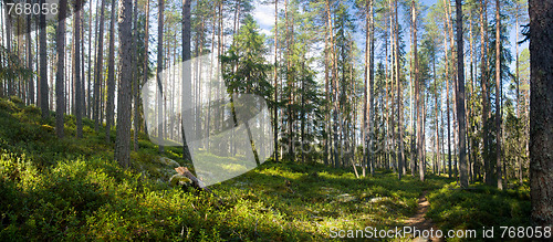 Image of summer forest