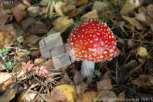 Image of Mushroom