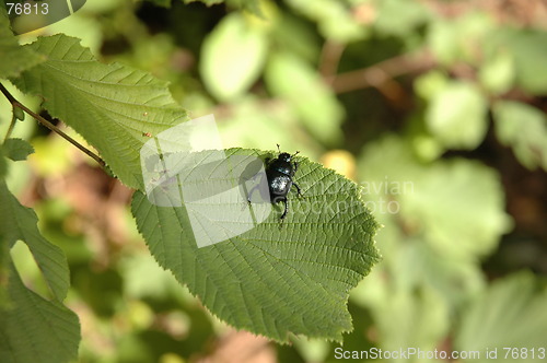 Image of Climbing on a leaf