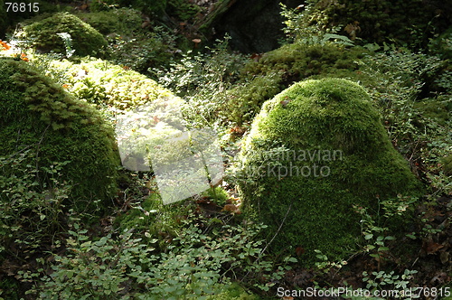 Image of Goblin forrest
