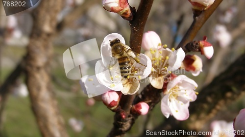 Image of Bee fetching nectar from flower