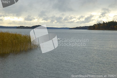 Image of Swans in love