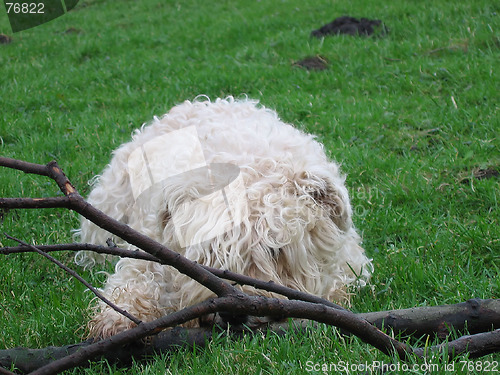Image of Irish Softcoated Wheaten Terrier