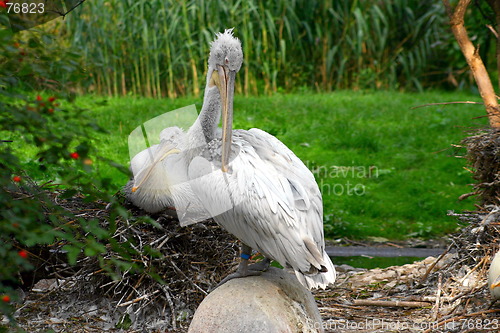 Image of Two herons