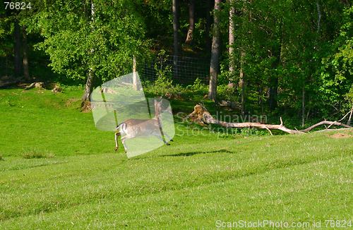 Image of fleeing deer