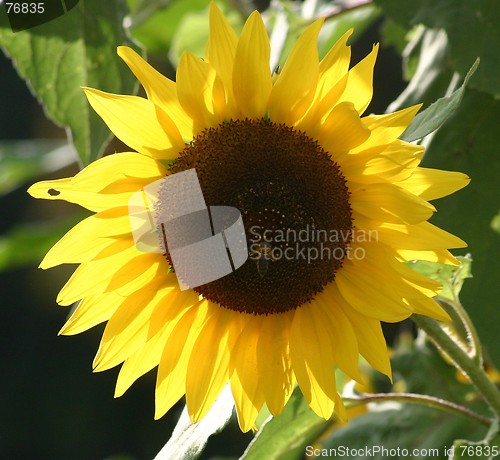 Image of Sunflower in backlight