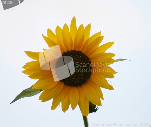 Image of Isolated Sunflower