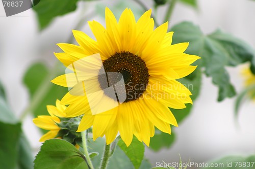 Image of Sunflower