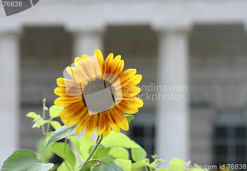 Image of Sunflower in front of historical building