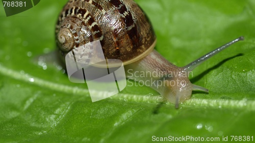 Image of Snail slug on lettuce