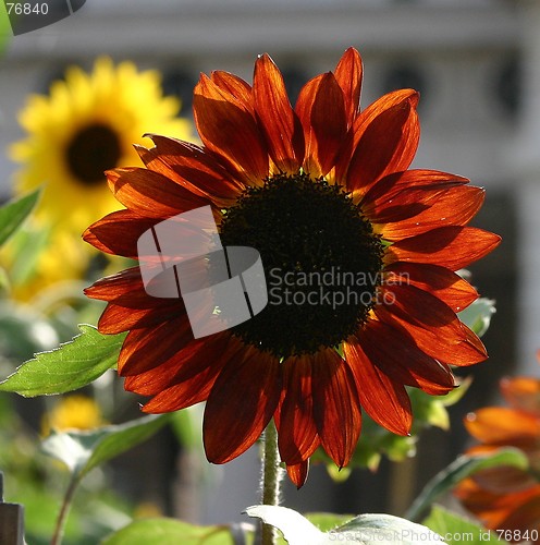 Image of Backlight sunflowers