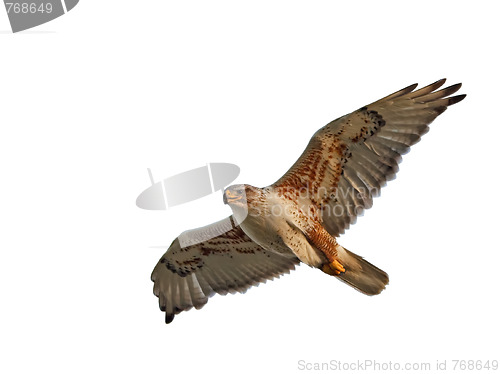 Image of Ferruginous Hawk Isolated