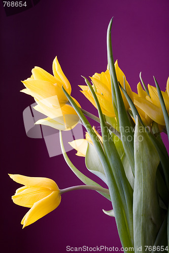 Image of Yellow tulips