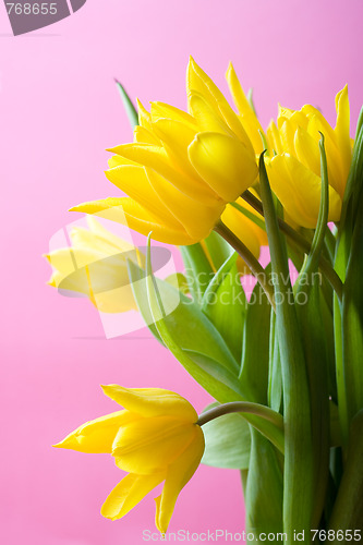 Image of Yellow tulips on pink