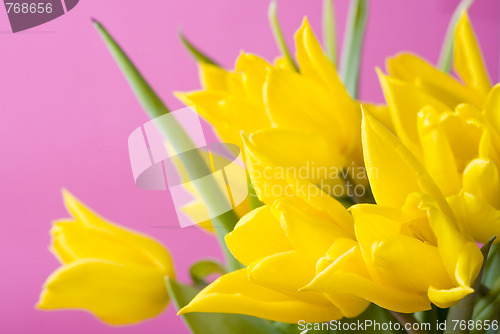 Image of Yellow tulips on pink