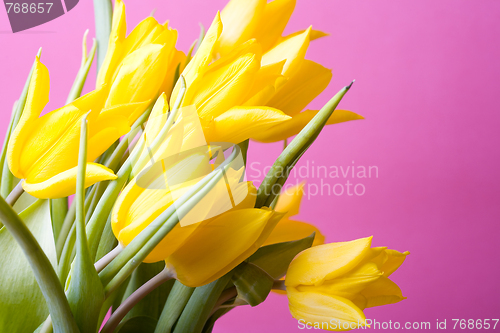 Image of Yellow tulips on pink