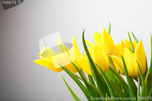 Image of Yellow tulips