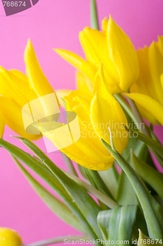 Image of Yellow tulips