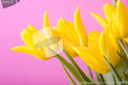 Image of Yellow tulips