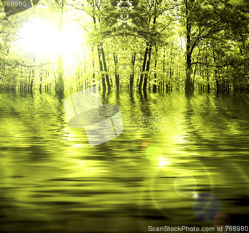 Image of Forest in autumn