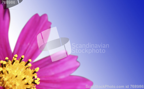 Image of Pink daisy-gerbera 