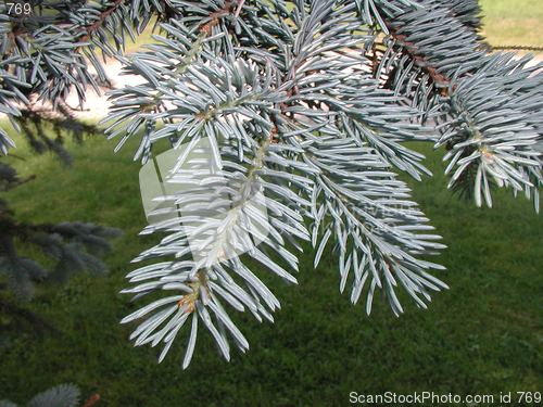 Image of natural pins