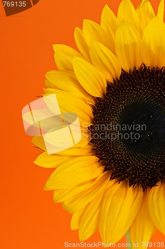 Image of Sunflower closeup