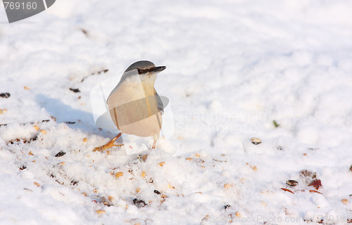 Image of nuthatch