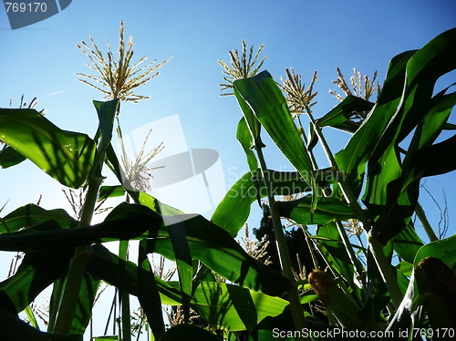 Image of Corn Growing In A Field