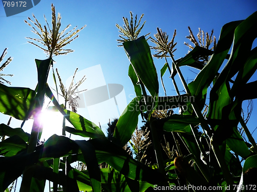 Image of Corn Growing In A Field