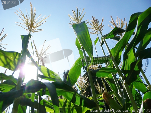 Image of Corn Growing In A Field