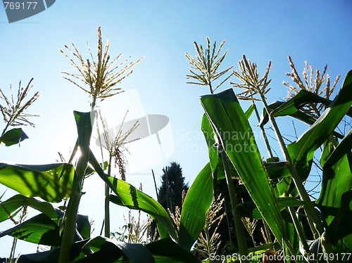 Image of Corn Growing In A Field