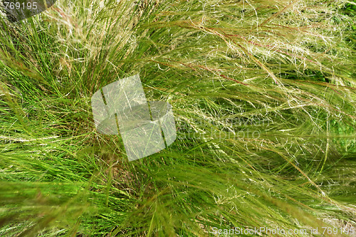 Image of Long Grass 