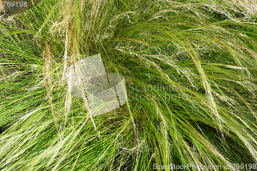 Image of Long Grass