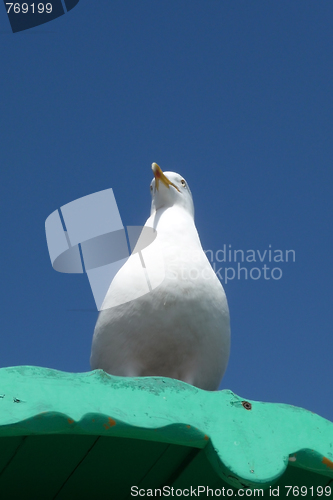 Image of Seagull On Perch