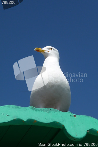 Image of Seagull On Perch