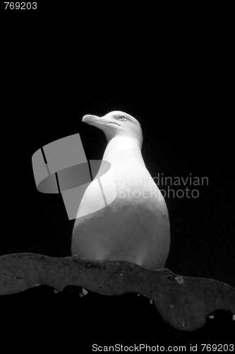 Image of Seagull On Perch