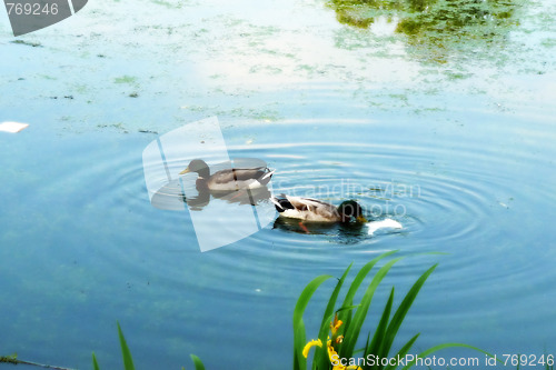 Image of Ducks In Lake