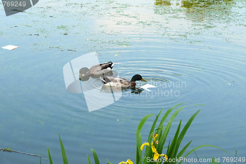 Image of Ducks In Lake