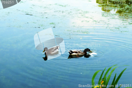 Image of Ducks In Lake