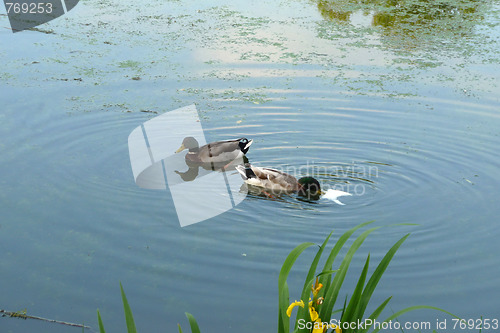 Image of Ducks In Lake