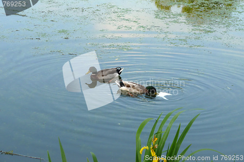 Image of Ducks In Lake