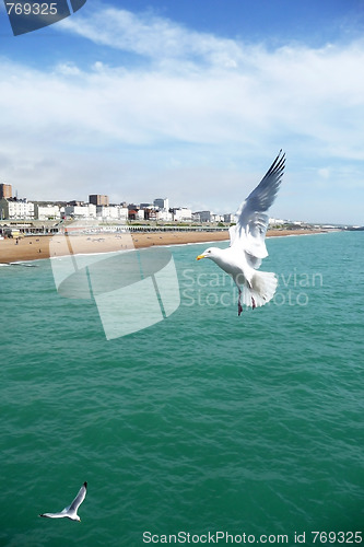 Image of Brighton Seagulls Flying In The Air