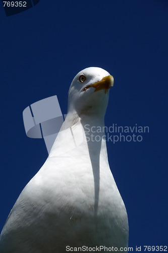 Image of Brighton Seagulls Flying In The Air