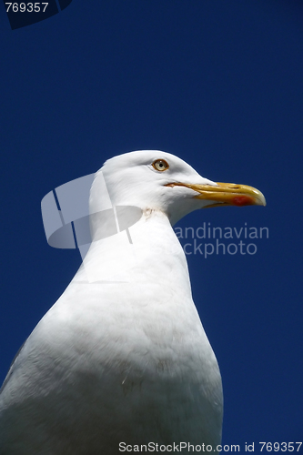 Image of Brighton Seagulls Flying In The Air