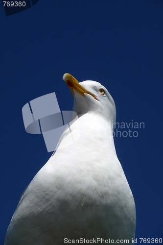 Image of Brighton Seagulls Flying In The Air