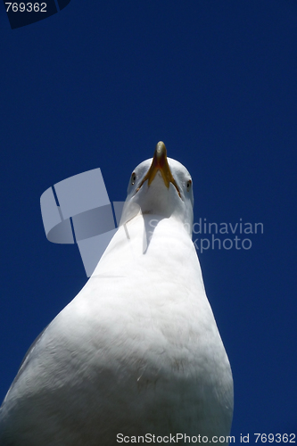 Image of Brighton Seagulls Flying In The Air