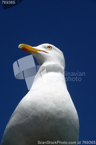 Image of Brighton Seagulls Flying In The Air